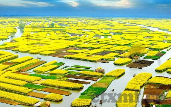 麻豆app下载安卓-麻豆app，安卓平台上的一抹生活色彩